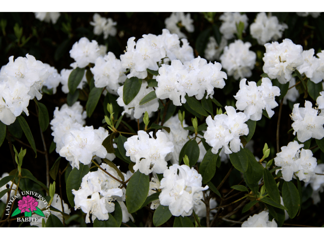 Rhododendron   'Molly Fordham'